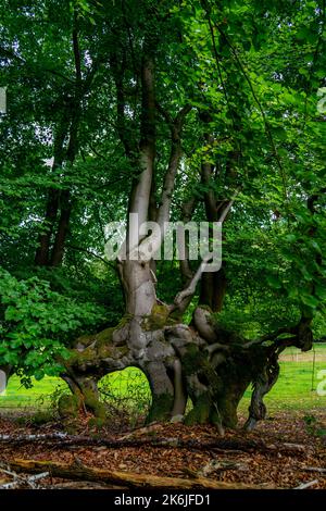 Faggeto dalla forma strana nella foresta Foto Stock