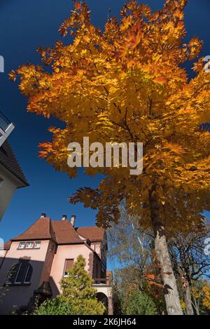 Albero d'autunno d'oro a Friburgo, Germania Foto Stock