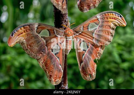 atlante Attacus, la falena dell'Atlante - Atlasfalter oder Atlas-Motte Foto Stock