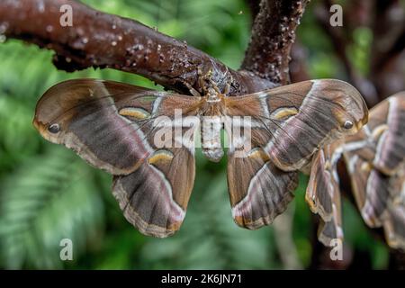 atlante Attacus, la falena dell'Atlante - Atlasfalter oder Atlas-Motte Foto Stock