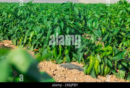 Il peperone verde cresce in campo agricolo nelle giornate di sole estive Foto Stock