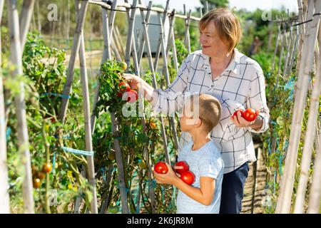 Donna con nipote che raccoglie pomodori Foto Stock