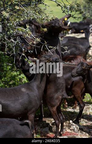 Gregge di capre manchegane spagnole che mangiano le foglie di una quercia di leccio. Foto Stock