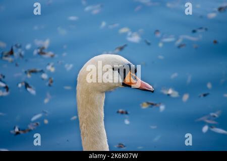 Primo piano di un bellissimo Swan che nuota nel fiume Foto Stock