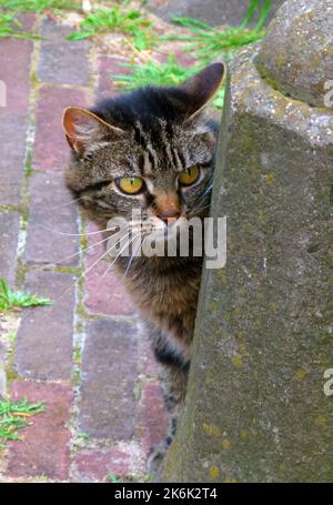 Un gatto tabby con occhi gialli notevoli seduti dietro un palo di pietra un tipico palo di pietra olandese. Sta piangendo dietro l'angolo Foto Stock