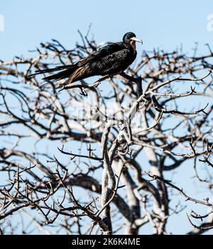 Uccello fregato sull'isola di Seymour del Nord, isole Galapagos, Ecuador, Sud America Foto Stock