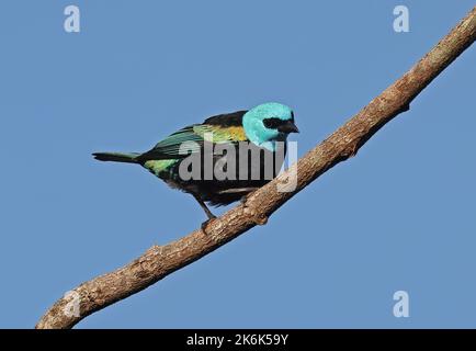 Tanager a collo blu (Tangara cyanicollis melanogaster) adulto arroccato sul ramo Rio Azul, Brasile. Luglio Foto Stock