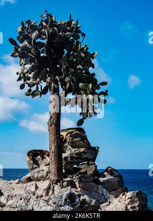 Leoni marini che riposano sotto un albero di Prickly Pear Cactus, Opuntia echios, sull'isola di Santa Fe, isole Galapagos, Ecuador, Sud America Foto Stock