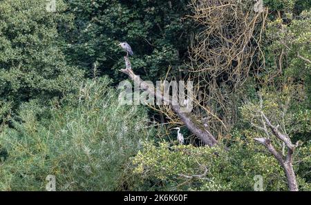 Un airone seduto in un albero morto accanto al fiume Teviot, Scozia, Regno Unito Foto Stock