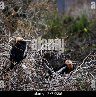 Uccelli fregati adolescenti sull'isola di San Cristobal, isole Galapagos, Ecuador, Sud America Foto Stock