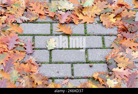 Foglie di quercia lucente su lastre di pavimentazione nel parco autunnale. Fogliame autunnale. Foto Stock