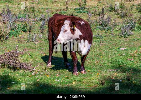 Shot di mucche su un pascolo in una fattoria casearia locale in Wisconsin. Foto Stock