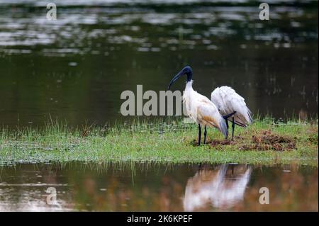 Coppia di ibis dalla testa nera o Threskiornis melanocephalus, conosciuto anche come ibis bianco orientale Foto Stock