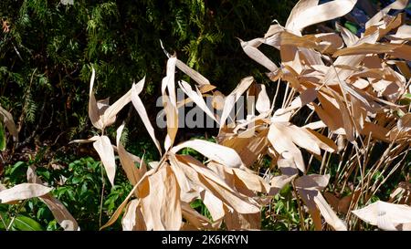 Erba secca su fondo naturale verde scuro. Erba naturale secca beige al sole. Paesaggio autunnale. Foto Stock