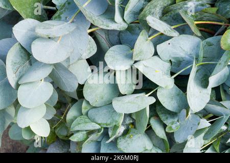 eucalipto lascia nel mercato, immagine ravvicinata Foto Stock
