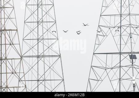 Pellicani marroni (Pelecanus occidentalis) che sorvolano le torri di potenza nell'area della baia di San Francisco in California. Foto Stock