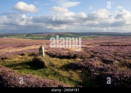 Siss croce sulla bassa Danby Moor, nel North York Moors Foto Stock