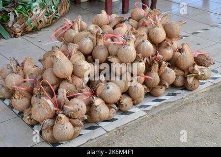 Mucchio di frutta fresca di cocco biologica in un mercato alimentare a Port Vila sull'isola di Vanuatu Foto Stock