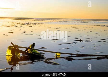 Una classica barca a vela adagiata sulle maree del Mare di Wadden, Olanda Foto Stock