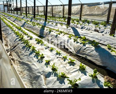 Agricoltura biologica, che cresce in serra. Foto Stock