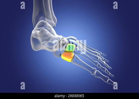 Ossa cuneiformi del piede, illustrazione Foto Stock