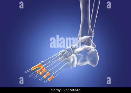 Ossa della falange prossimale del piede, figura Foto Stock