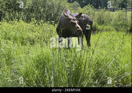Alce. Elk ritratto femminile nella foresta. Bellissimo animale in habitat naturale. Fauna selvatica scena nella natura del Canada Foto Stock