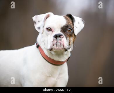 Un cane di razza mista Pug x Beagle x Bulldog guardando la telecamera Foto Stock