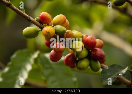 Caffè della valle dell'Alto Mayo in Perù, apprezzato nel mondo per il suo grande sapore e aroma, è anche biologico. Foto Stock