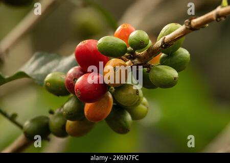 Caffè della valle dell'Alto Mayo in Perù, apprezzato nel mondo per il suo grande sapore e aroma, è anche biologico. Foto Stock