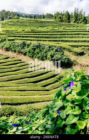 Lussureggianti campi da tè verdi sull'Isola di San Miguel, Azzorre Foto Stock