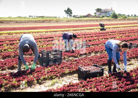 Lavoratori agricoli che raccolgono lattuga rossa Foto Stock