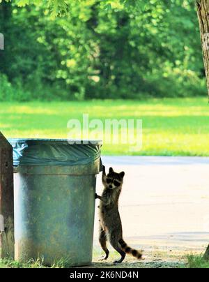 Un racoon affamato ruba una spazzatura può. Foto Stock