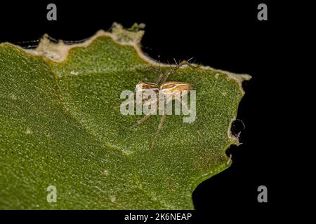 Striped Lynx Spider del genere Oxyopes Foto Stock