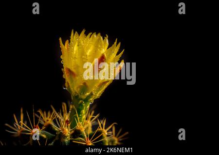 Fiore di cactus giallo brillante in gocce di rugiada. Primo piano di una bella pianta con spine su sfondo nero Foto Stock