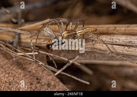 Lynx Spider a strisce del genere Oxyopes che predica su una vespa Foto Stock