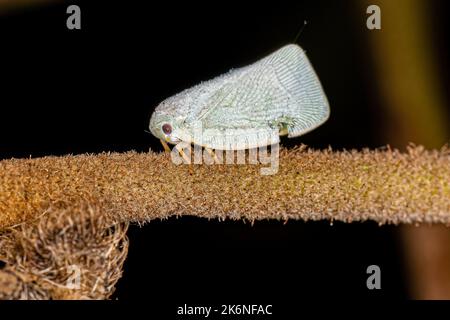 Adulto Planthopper insetto della famiglia Flatidae Foto Stock