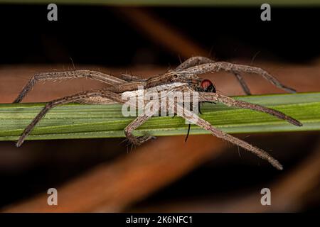 Adulto femmina Trecaleid Spider del genere Neoctenus che predica in volo Foto Stock