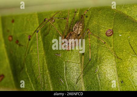 Adulto Brown Spitting Spider del genere Scytodes Foto Stock