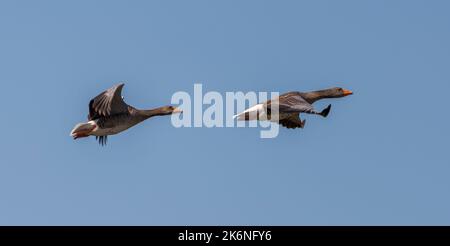 L'oca di Greylag, Anser anser. Foto scattata nel bacino del Vicario, provincia di Ciudad Real, Spagna Foto Stock