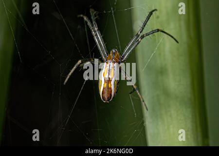 Basilica Orbweaver Spider della specie Mecynogea lemniscata Foto Stock