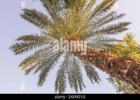 Vista astratta dell'alto albero di palma di grandi dimensioni phoenix dactylifera con tronco Foto Stock
