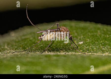 Adulto femmina Southern House Mosquito insetto della specie Culex quinquefasciatus Foto Stock