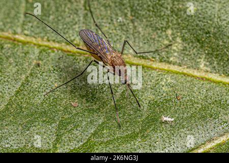 Adulto femmina Southern House Mosquito insetto della specie Culex quinquefasciatus Foto Stock