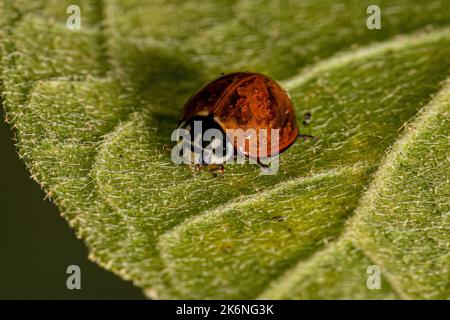 Adulto macchiato Beetle della specie Cycloneda sanguinea Foto Stock