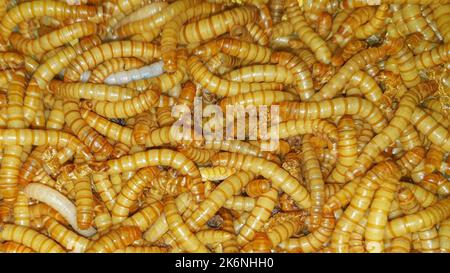 Sfondo di larve di mealworm viventi. Adatto per alimenti o pesce, alimenti per lucertole e rettili. Foto Stock