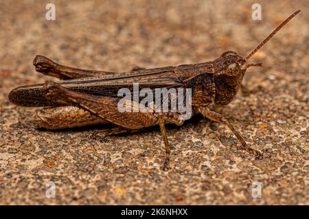 Grasshopper a faccia inclinata per adulti della Tribe Orphulellini Foto Stock