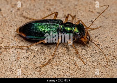 Coleotteri metallici adulti del genere Tetracha Foto Stock