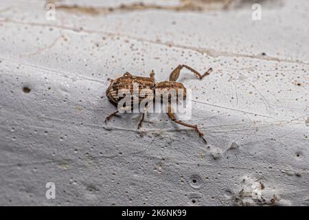 Evil adulto a naso largo della sottofamiglia Entiminae Foto Stock