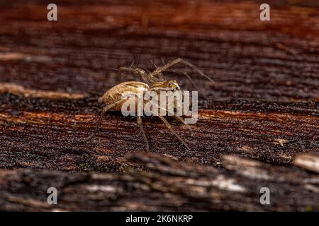 Femmina a strisce Lynx Spider del genere Oxyopes Foto Stock